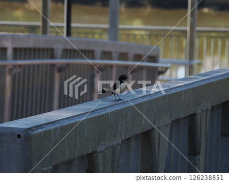 Willie Wagtail striding along the railing of a bridge, Rockhampton, Australia 126238851