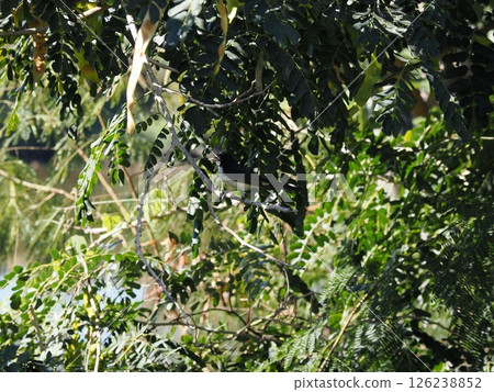 Willie Wagtail hiding in the shade of a twig, Rockhampton, Australia 126238852