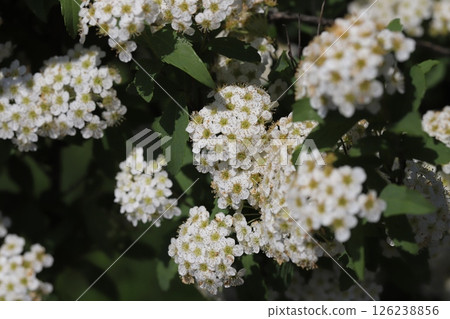 White Kodemari flowers blooming in the spring garden 126238856