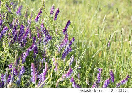 初夏草原上盛開的紫藤 126238973
