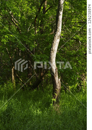 新鮮的綠色森林和幼葉 新鮮的綠色森林和幼葉 126238974