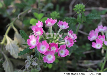 Pink verbena flowers blooming in a spring garden 126239019