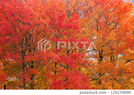 Autumn leaves of maple Autumn leaves of maple 126239090