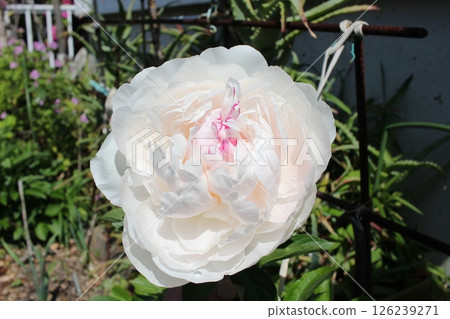 Rhododendron, stonecrop, stonecrop 126239271