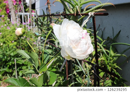 Rhododendron, stonecrop, stonecrop Rhododendron, stonecrop, stonecrop 126239295