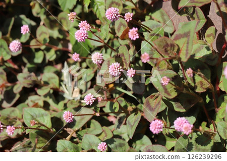 春天花園裡盛開的日本蕎麥植物的粉紅色小花 126239296
