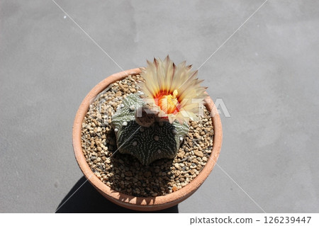 仙人掌頭盔丸仙人掌花 仙人掌頭盔丸仙人掌花 126239447