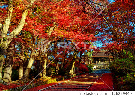 Autumn leaves on the approach to Bishamon-do temple Autumn leaves on the approach to Bishamon-do temple 126239449