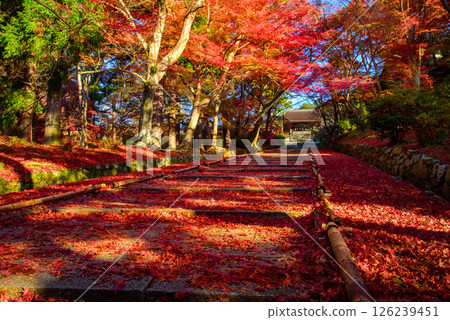 Autumn leaves on the approach to Bishamon-do temple 126239451