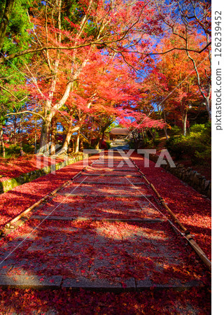 Autumn leaves on the approach to Bishamon-do temple Autumn leaves on the approach to Bishamon-do temple 126239452