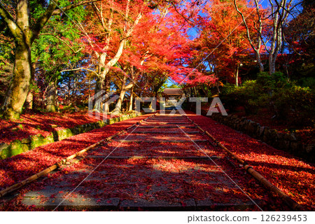 Autumn leaves on the approach to Bishamon-do temple 126239453