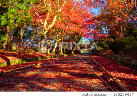 Autumn leaves on the approach to Bishamon-do temple Autumn leaves on the approach to Bishamon-do temple 126239454