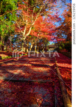 Autumn leaves on the approach to Bishamon-do temple 126239456