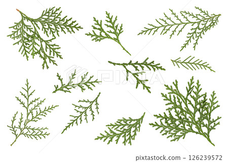 green fir branch isolate on white background green fir branch isolate on white background 126239572