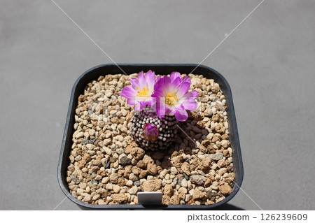 仙人掌,仙人掌花,Ruetti 花 仙人掌,仙人掌花,Ruetti 花 126239609