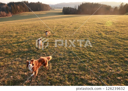 Three dogs are running in a field of grass Three dogs are running in a field of grass 126239632