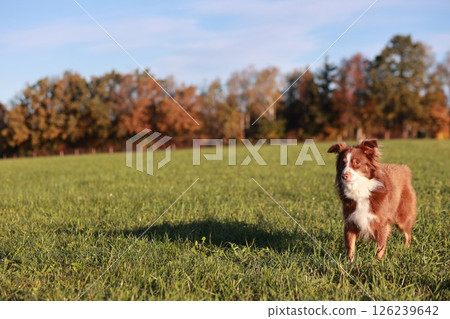 A brown and white dog is standing in a grassy field 126239642