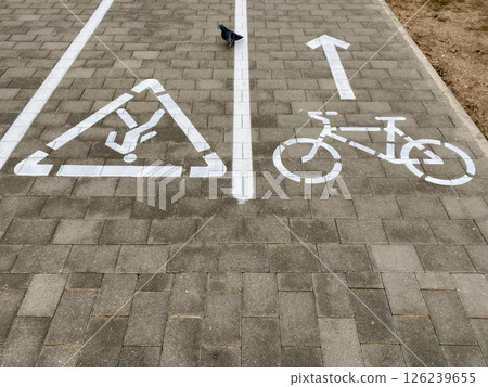 A pigeon walks on a paved road for pedestrians and bicyclists 126239655