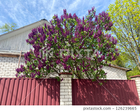 Lilac tree grows in the garden plot behind the fence, lilac flowers Lilac tree grows in the garden plot behind the fence, lilac flowers 126239665