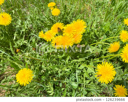 Yellow dandelion flowers grow in a green meadow in a meadow 126239666