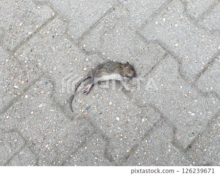 A dead mouse lies motionless on the ground 126239671