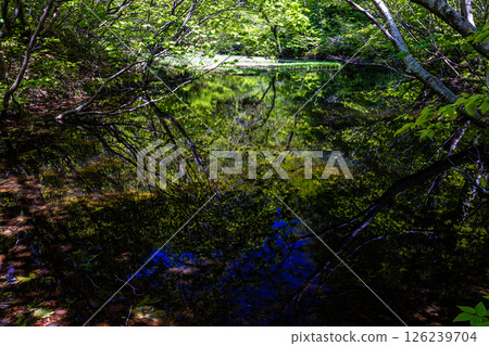[Niigata Prefecture_Otowa Pond] Japan's largest floating island in high-rise marshland, Otowa Pond, May 126239704