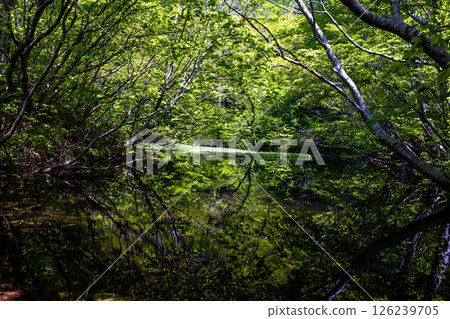 [Niigata Prefecture_Otowa Pond] Japan's largest floating island in high-rise marshland, Otowa Pond, May 126239705