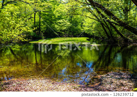 [Niigata Prefecture_Otowa Pond] Japan's largest floating island in high-rise marshland, Otowa Pond, May 126239712