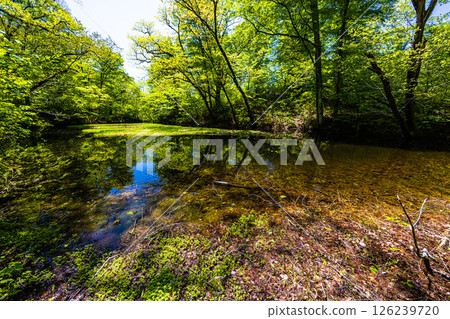 [Niigata Prefecture_Otowa Pond] Japan's largest floating island in high-rise marshland, Otowa Pond, May 126239720