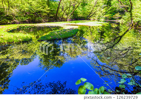[Niigata Prefecture_Otowa Pond] Japan's largest floating island in high-rise marshland, Otowa Pond, May 126239729