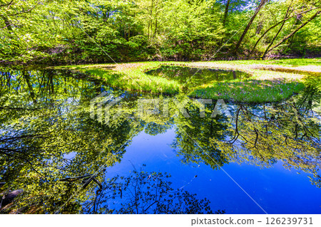 [Niigata Prefecture_Otowa Pond] Japan's largest floating island in high-rise marshland, Otowa Pond, May 126239731