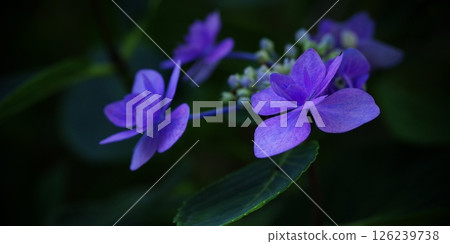  hydrangea 126239738
