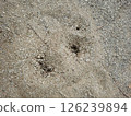 A large number of ants, ant nest stock photo 126239894