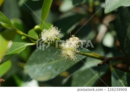 Kiminobanjirou flower Kiminobanjirou flower 126239908