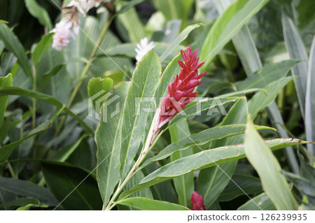 Shop on a plant and gardening market 126239935