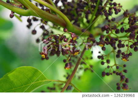 Flower of the false jasmine 126239968