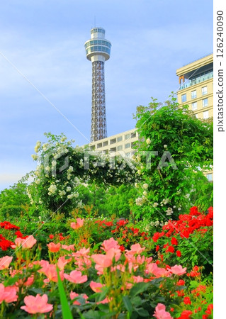 橫濱山下公園:未來的玫瑰園 橫濱山下公園:未來的玫瑰園 126240090