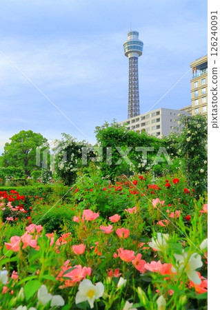 Yokohama Yamashita Park: Rose Garden of the Future Yokohama Yamashita Park: Rose Garden of the Future 126240091