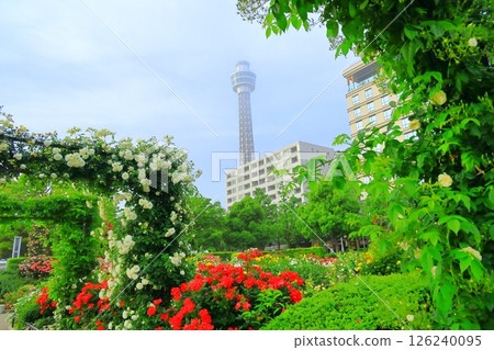 橫濱山下公園：未來的玫瑰園 126240095
