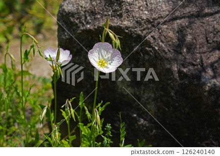 月見草桐 126240140