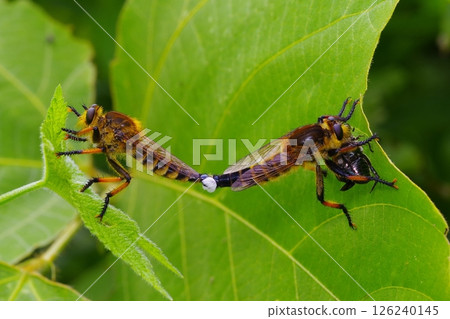 Mating Shioyabu 126240145
