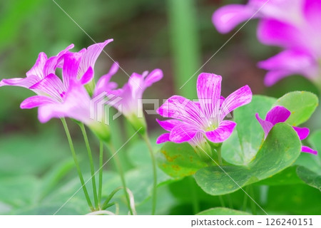 Murasaki Kabaki 126240151