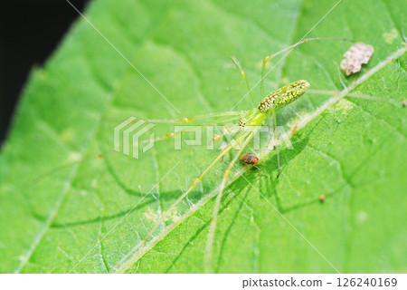 掠食性鱗片長腿蜘蛛 126240169