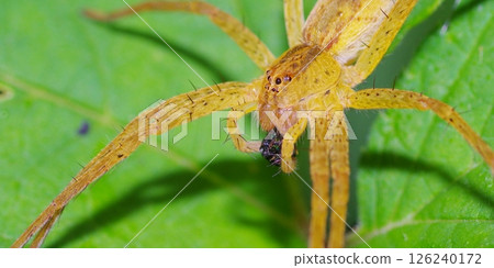 掠食性硫磺嘴蜘蛛 掠食性硫磺嘴蜘蛛 126240172