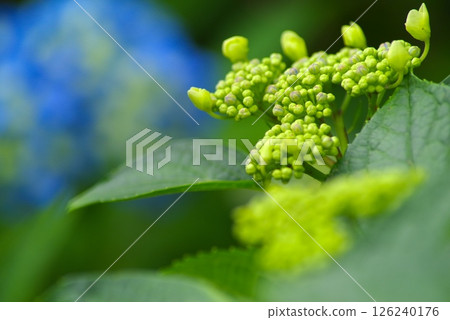 Buds of hydrangea Buds of hydrangea 126240176