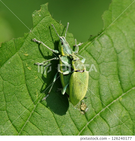 交配的銀綠葉象鼻蟲 126240177