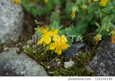 金絲桃花 126240180