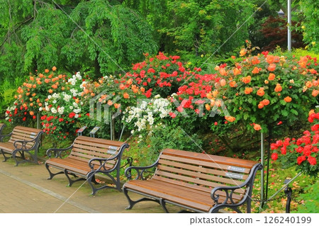 橫濱山下公園：未來的玫瑰園 126240199