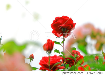 橫濱山下公園：未來的玫瑰園 126240200