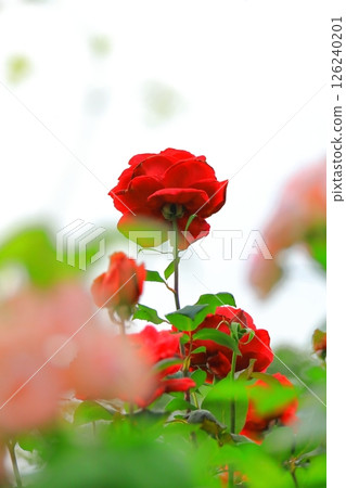 Yokohama Yamashita Park: Rose Garden of the Future 126240201